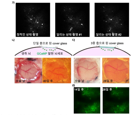 칼슘 이미징 안정성 문제로 인한 개두술 수술법 보완 (가) 단일 cover glass를 이용하였을 때 관찰된 Z-축 방향의 뇌의 움직임 생쥐가 트레드밀 위에서 움직일 경우, 뇌에서 z-축 (생쥐 기준 등-배 방향)으로 움직임이 발생하여 관찰되는 뇌세포가 유실되거나 모양이 바뀌는 문제가 발생하였다. (나) 단일 cover glass를 사용하였을 때 혈관 변화 상단 : 단일 층의 coverglass로 수술하였을 때 모식도. 하단 : 개두술 당일(좌)과 수술 후 40일 후(우)의 혈관 모양 변화 (다) 3중 cover glass를 사용하였을 때 혈관 변화 상단 : 3중 coverglass로 수술하였을 때 모식도. 하단 : 개두술 당일(좌)과 수술 후 28일 후(우)의 혈관 모양 변화 (라) 3중 cover glass를 사용하였을 때 개두술 후 14일차와 28일차의 이미징 사진