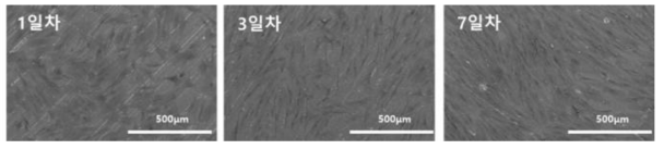 Sample 1의 cell attachment SEM image