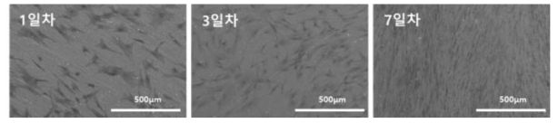 Sample 3의 cell attachment SEM image