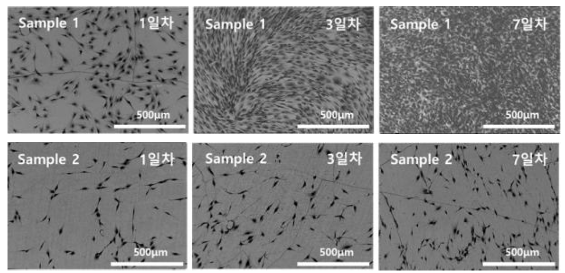 In vitro 시험용 저온소결 디스크 표면 cell morphology by SEM