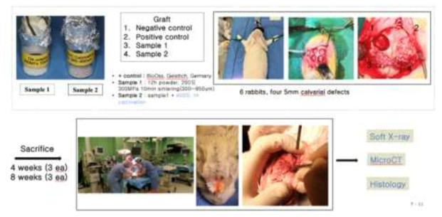 토끼 두개골 결손 부 형성 및 실험재료 이식 과정