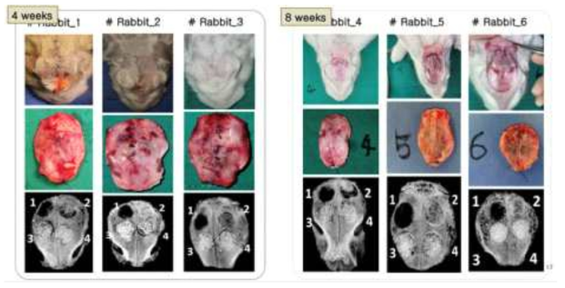4,8주 후 희생시 토끼의 두개골 창상(위), 채취된 두개골(중간), soft x-ray(아래)
