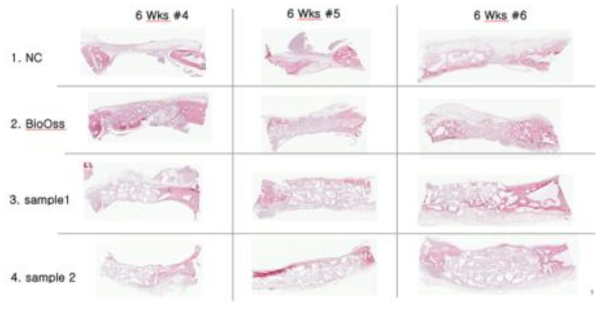 8주 희생 토끼 두개골의 H&E 염색(x40)