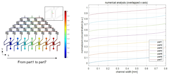Numerical analysis to predict the chemical gradient