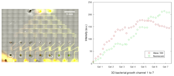 Experimental result of linear and parabolic chemical gradient formation
