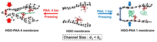 Intercalation of PAA into the HGO membrane with the controlled channel depending on external pressure