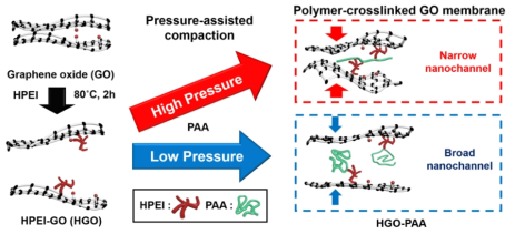 A scheme of polymer cross-linked GO membrane fabrication procedure