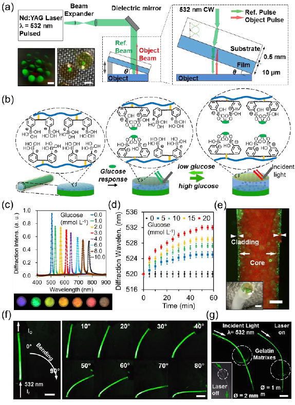 Fabrication of holographic hydrogel film for glucose sensing. (a) principle of holographic film formation; (b) Holographic film response to glucose (c) Wavelength shift of the holographic film resulting in color change (31, 32); (d) Quantification of glucose from holographic film by wavelength shifts. (e) A fluorescent image of the fiber showing core and cladding. (f) Photographs of the angularly rotated hydrogel fibers. (g) Light transmission of hydrogel fibers, coupling of laser light through phantom tissues