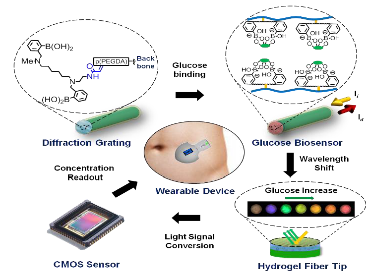 The proposed wearable device for prolonged continuous glucose monitoring