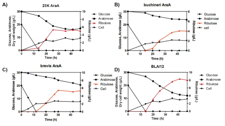 C. tropicalis에 도입된 (A) Lactobacillus sakei 23K AraA, (B) Lactobacillus bunchneri AraA, (C) Lactobacillus brevis AraA, (D) Bacillus licheniformis AraA의 L-ribulose 생산 확인