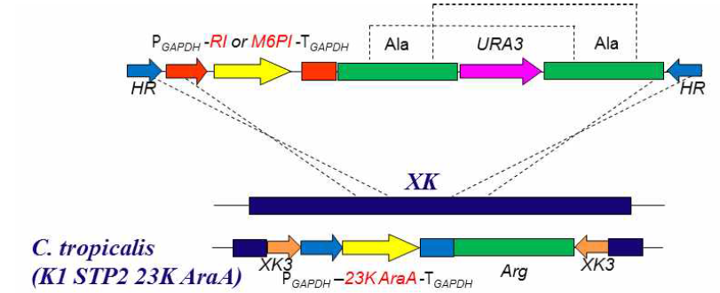 Codon-optimization된 RI, M6PI 유전자를 이용하여 발현벡터 구축 후, L-ribulose 생산 균주에 도입