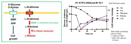 L-RI를 이용한 L-ribose 생산 경로의 모식도와 구축된 C. tropicalis 균주를 이용한 L-ribose 생산