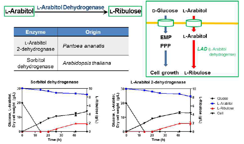 Sorbitol dehydrogenase와 L-arabitol 2-dehydrogenase를 이용한 L-ribulose의 확인
