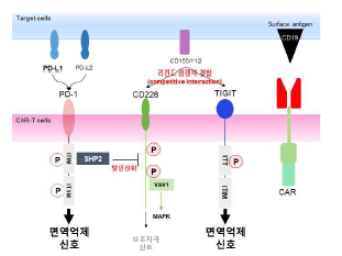 PD-1과 TIGIT 활성화에 따른 CD226 보조자극 수용체의 활성화 억제