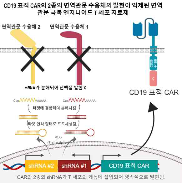 2종 면역관문 수용체 억제 CART19 치료제