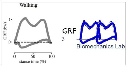 한 보행 주기의 GRF