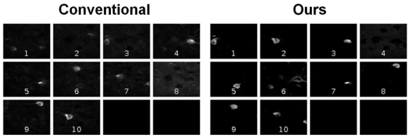 실제 뇌 칼슘 이미징 데이터로부터 (좌) 기존 비음행렬분해를 통해 얻은 뉴런 세그멘테이션. (우) 투사비음행렬분해 신경망을 통해 얻은 뉴런 세그멘테이션 결과