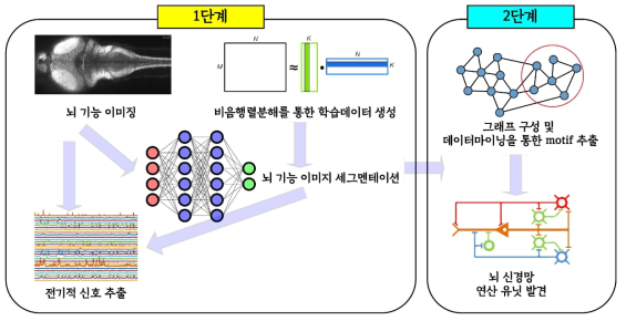 본 연구에서 개발하는 뇌 신경망 분석 기술의 프로세스. 비지도/약지도 학습을 통한 뉴런 세그멘테이션을 수행한 뒤, 뉴런별 전기적 신호를 추출함. 이후 패턴 마이닝 기술을 통해 뇌 신경망 연산 유닛을 탐색함