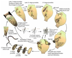 뿌리혹선충의 생활사