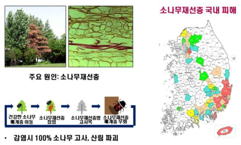 소나무 재선충병의 감염경로 및 국내 피해 범위