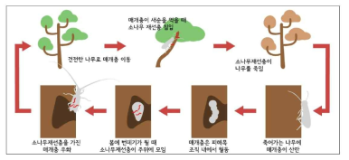 소나무 재선충병 발병 기작