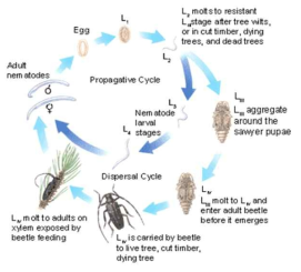 소나무 재선충의 생활사