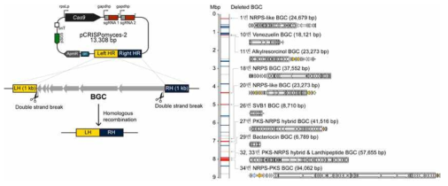 CRISPR/Cas9 시스템을 이용하여 S. venezuelae ATCC 15439의 주요 BGC 제거 균주 개발