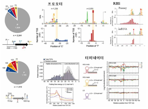 방선균 유래 바이오 파트 발굴