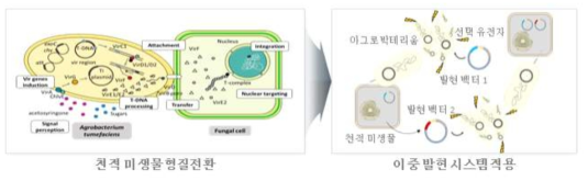 아그로박테리움을 이용한 형질전환 및 이중 발현 시스템