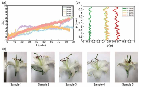(a) 시간에 따른 꽃 향기 분비로 변화하는 위상 그래프, (b) 시간에 따른 높이 방향 위상 분포 그래프, (c) 꽃향기 측정에 사용된 백합 꽃