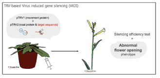 Virus-induced gene silencing 실험 방식