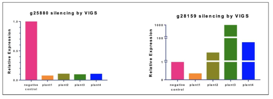 qRT-PCR 수행 결과