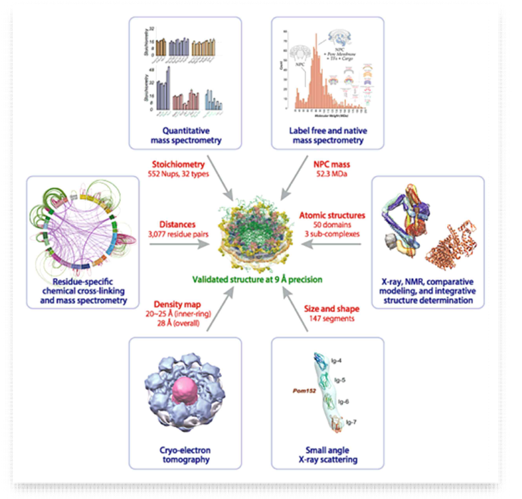 552개의 단백질로 이루어진 Nuclear Pore Complex의 전체 구조 규명을 위한 integrative approach