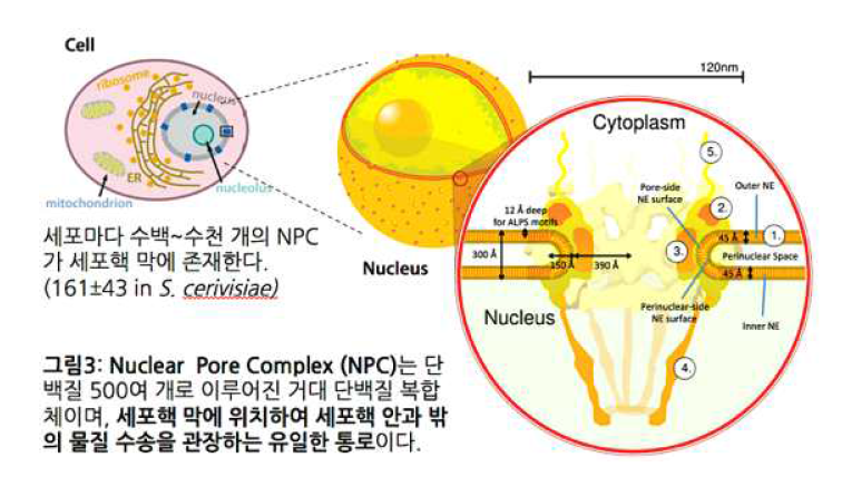 Nuclear Pore Complex (NPC) 개략도