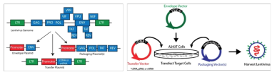 (왼쪽) 2세대 lentivirus system 디자인, (오른쪽) 2세대 lentivirus 제작 모식도