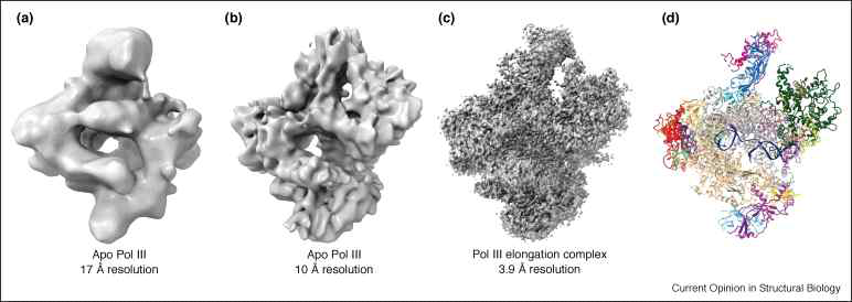 RNA중합효소 cryo-EM 전자밀도 맵. (a) EMDB:1322 (2007년), (b) EMDB:1804 (2010년), (c) EMDB:3178 (2015년), (d) (c) 전자밀도 맵에 모델링한 구조 (PDB:5FJ8)