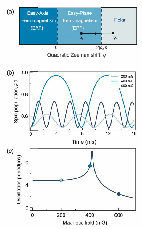 (수식) 강자성 스피너 응집체의 바닥상태상 그림. 총 3개의 상이 존재하며，Polar 상과 Easy-Plane Ferromagnetic 상은 이차-지만 에너지의 세기와 스핀 상호작용의 세기에 의해 결정된다 (임계점: qc = 2IC2In). 높은 자기장에서 준비된 polar phase 는 이차-지만 에너지가 낮아지게 되면 강자성 스핀 도메인을 형성 하게 된다. 본 실험은 언제 도메인이 형성되는지 파악함으로서 스핀 상호작용을 측정하였다. (b) 초기 스핀 벡터가 ξ = (1/2,1/ 2,1/2)인 경우 자기장에 따른 스핀-0의 비율의 동역학. 결맞은 스핀 교환 충돌로 인해 스핀 1 과 스핀-1 은 두 개의 스핀-0을 생성 한다. 외부 자기장은 이차-지만 효과를 주어 이런 동역학을 변화 시키는데 스핀 상호작용의 에너지 스케일과 이차-지만 에너지 스케일이 비슷한 경우 주기가 발산함을 알 수 있다