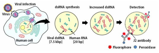 감염 세포내 바이러스 dsRNA 생성