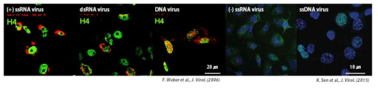 면역염색을 활용한 바이러스 dsRNA 시각화