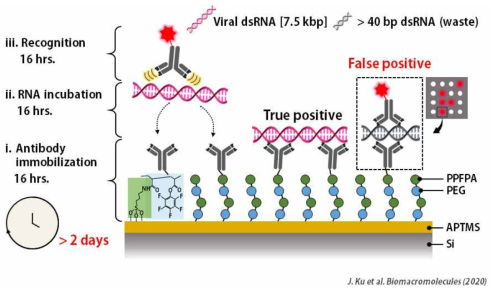 바이러스 dsRNA 검출을 위한 반응성 고분자 기판