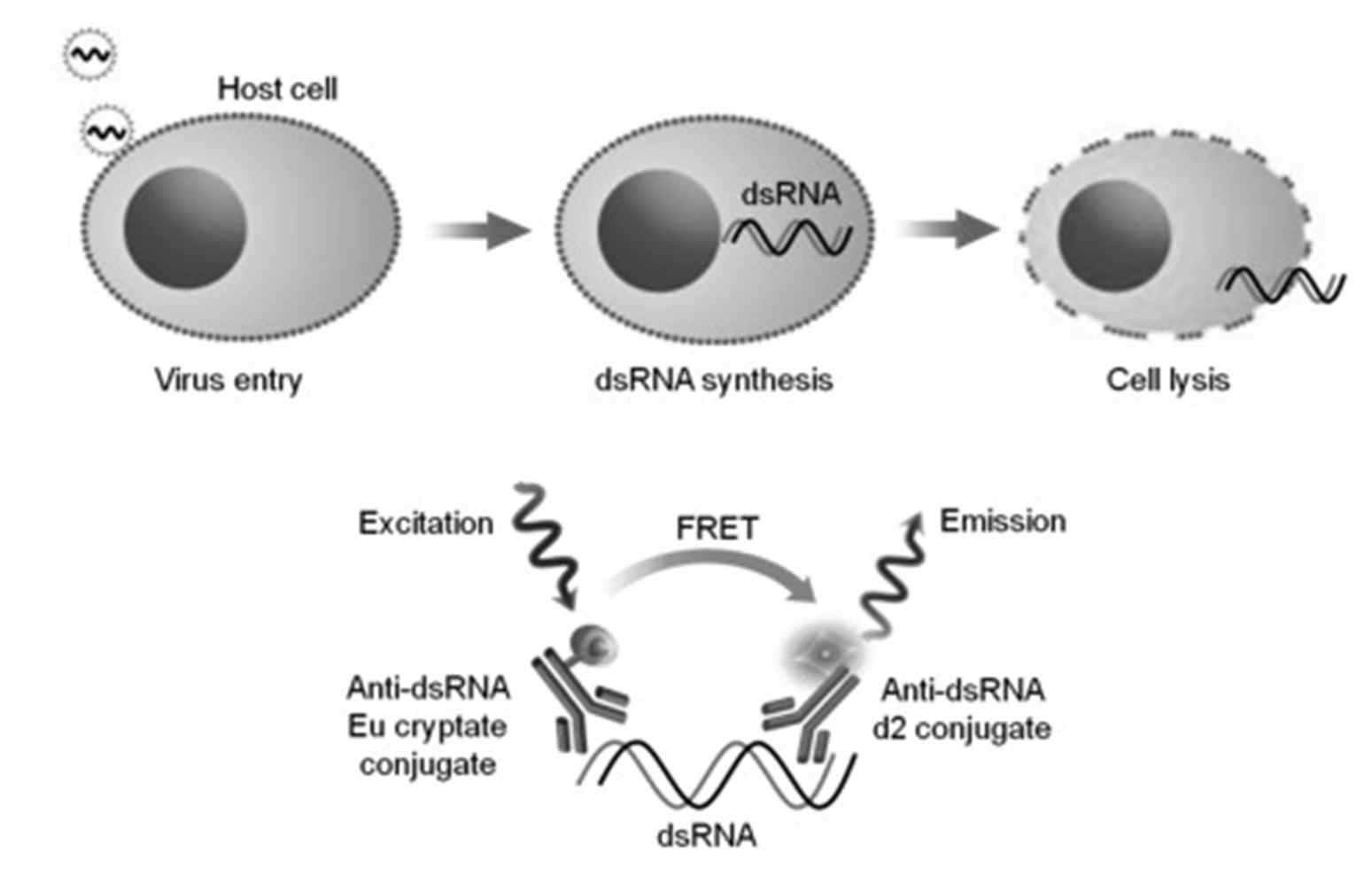 HTRP 기술을 활용한 이중나선 RNA 검출방법 (Analytical Biochemistry, 2019, 46)