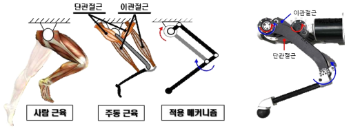 이관절근 구조와 실제 4족 다리에 적용