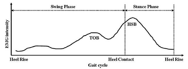 실험에서 사용한 Tibialis Anterior 의 FES Curve