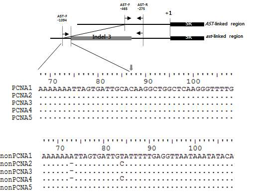 Schematic representation of the AST and ast allele-linked regions isolated from genomic libraries of ‘Nishimurawase’ and ‘Jiro’ (Kanzaki et al., 2010), and multiple sequence alignment of the region flanking indel-3 near the 5R region in five PCNA (‘Fuyu’, ‘Jiro’, ‘Taishu’, ‘Gampung’, ‘Romang’) and five non-PCNA (‘Jeongupbansi’, ‘Hamanbansi’, ‘Yeongdeoksangsi’, ‘Damyanggojongsi’, ‘Cheongsongchalgam’) cultivars. The black boxes indicate the 5R probe that was used for library screening, and the gray box indicates indel-3, a large insertion in the ast allele-linked region. The black arrows indicate the positions of primers used for the multiplex PCR. The gray arrow indicates the site of insertion of indel-3 in the ast allele-linked region