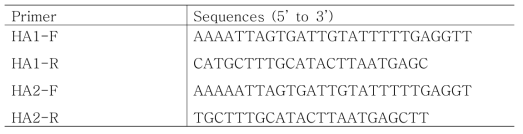 Sequences of primers newly designed in the 5R region