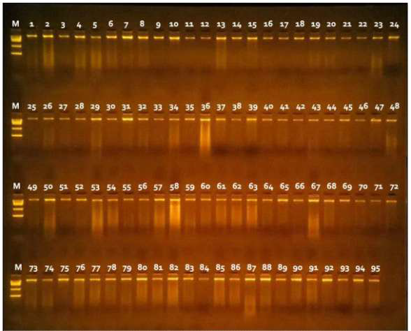 Total gDNA isolated from 95 persimmon samples for GBS library construction