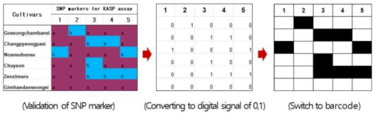 Conversion of the SNP markers into barcode after changing into digital signal of 0 and 1