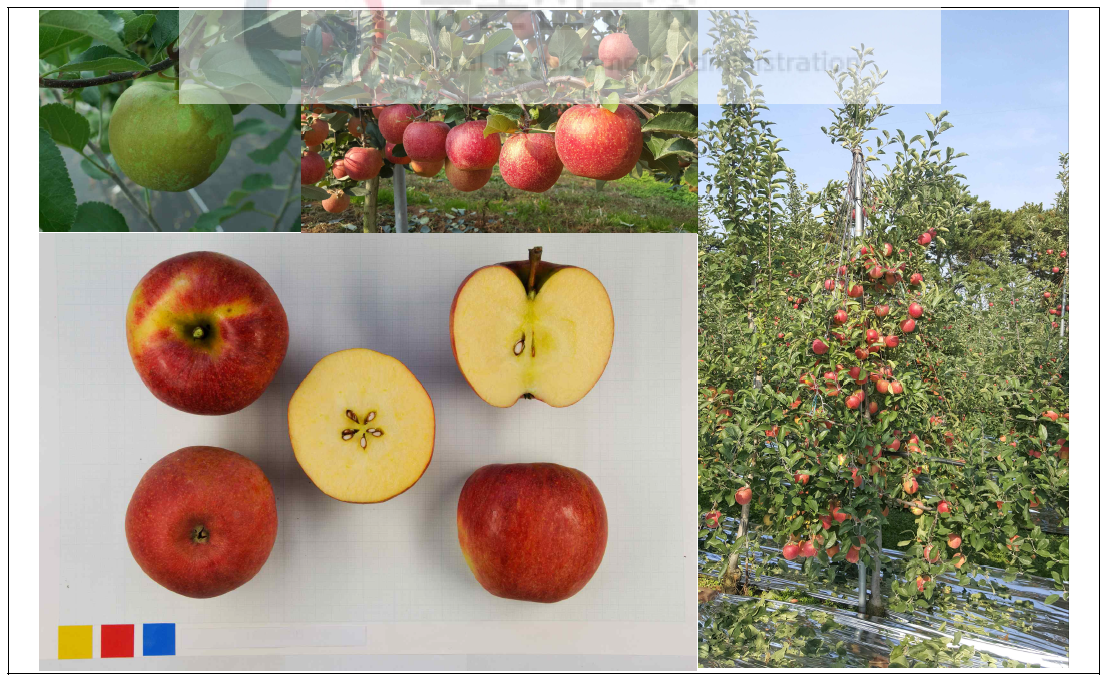 사과‘사일레이트’ 과실 및 나무