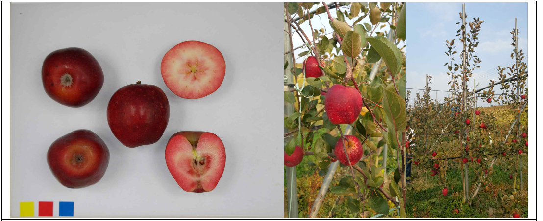 사과‘루어스위트’ 과실 및 나무
