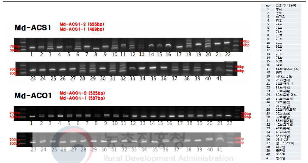 사과 품종별 Md-ACS1 및 Md-ACO1의 유전자형 전기영동 결과